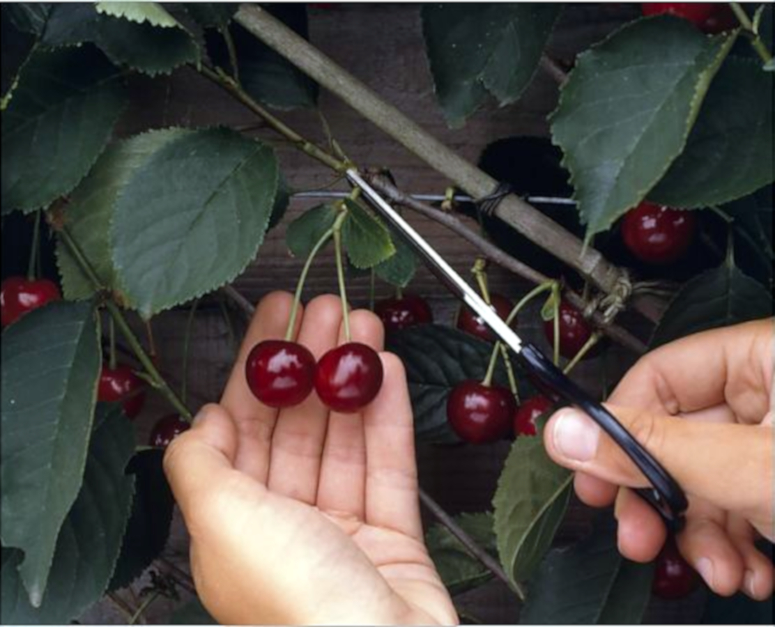 A completely random photo of a woman using scissors to cut off her cherries.