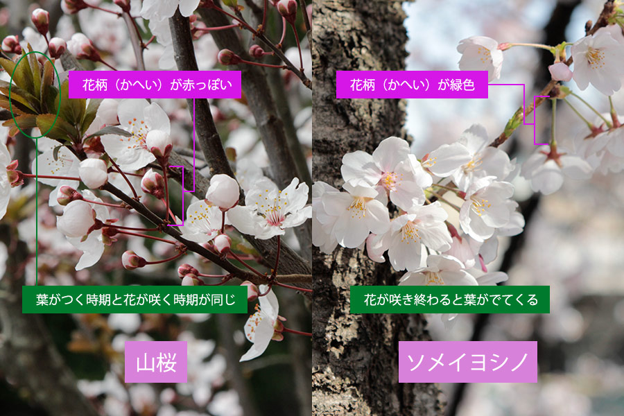 A side-by-side comparison of two Japanese cherry blossom varieties, mountain cherry/yamazakura and somei-yoshino.  Many details differ, but overall the cultivar looks softer and more delicate.